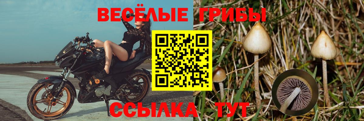 Галлюциногенные грибы мухоморы  Балашиха  Псилоцибиновые грибы Psilocybe 